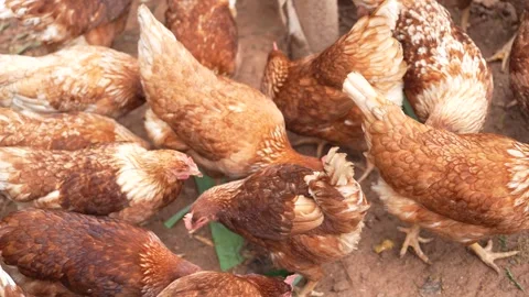 Brown laying hens gathered inside a chicken coop Stock Footage 344707743