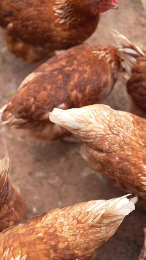 Brown laying hens gathered inside a chicken coop Stock Footage 344707774