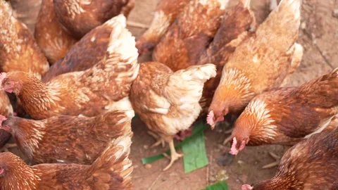 Brown laying hens gathered inside a chicken coop Stock Footage 344707833