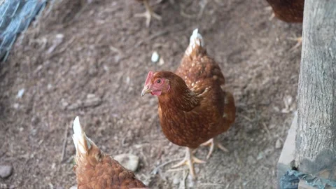Brown laying hens gathered inside a chicken coop Stock Footage 344707834