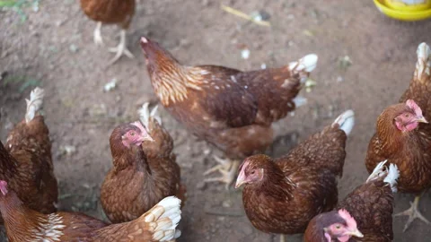Brown laying hens gathered inside a chicken coop Stock Footage 344707852