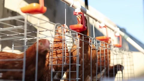 Brown Laying Hens Inside Commercial Poultry Farm Cages, drink from water system Stock Footage 340961696