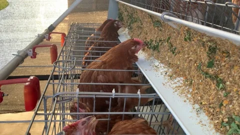 Brown Laying Hens Inside Poultry Farm Cages eating greedily Stock Footage 340961687