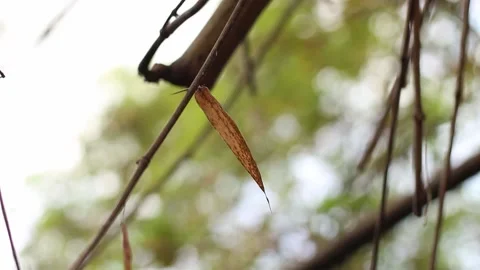 Brown leaf of bamboo Stock Footage 229941210