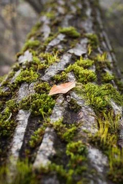 A brown leaf on the bark of a tree full of moss Stock Photos