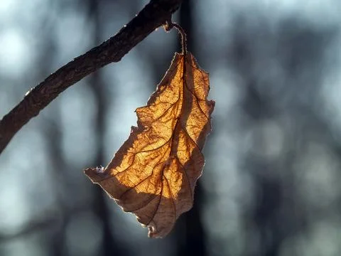 Brown leaf on a branch in winter Stock Photos