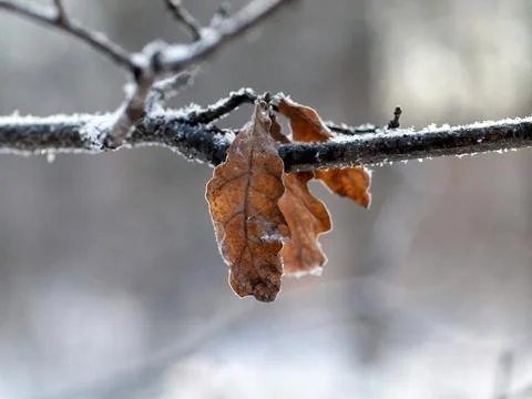 Brown leaf on a branch in winter Stock Photos