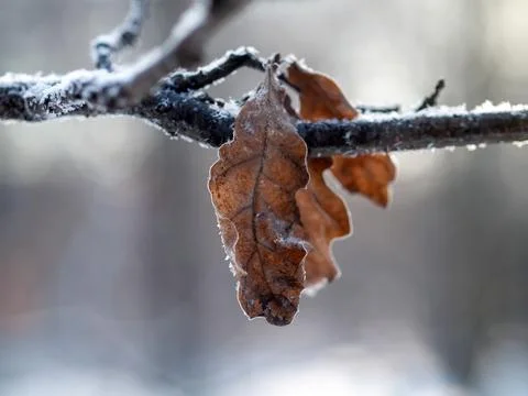 Brown leaf on a branch in winter Stock Photos