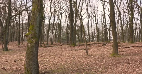 Brown leaf carpet in oak forest + pan Stock Footage 73348212
