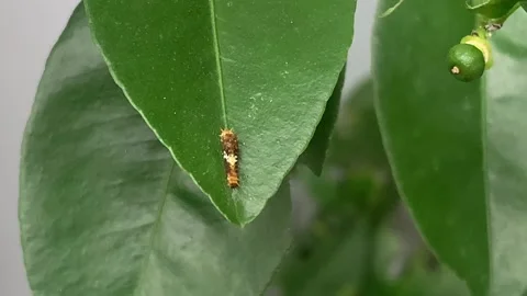 Brown leaf caterpillars are on the tips of orange leaves, blown by the gentle br Stock Footage 276711265