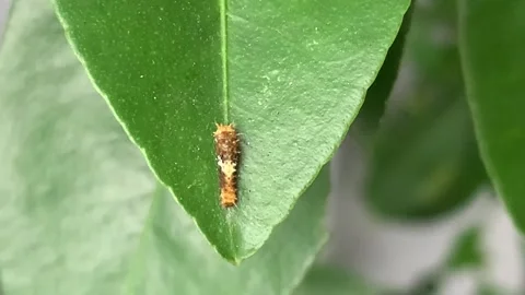 Brown leaf caterpillars are on the tips of orange leaves, blown by the gentle br Stock Footage 276711533