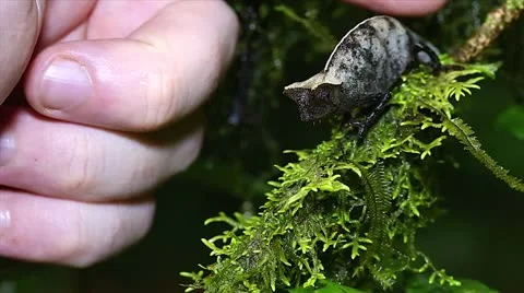 Brown Leaf Chameleon in rain forest of Madagascar. Stock Footage 21282488