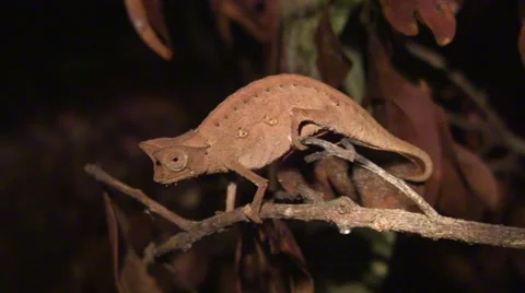 Brown Leaf Chameleon sleep on twig in the night Stock Footage 56479136