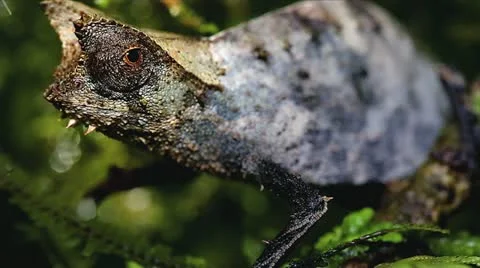 Brown Leaf Chameleon slowly looking and moving in Madagascar. Stock Footage 21282501
