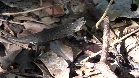 Brown leaf chameleon walk in leaf litter in lowland rainforest during the day Stock Footage 55659027