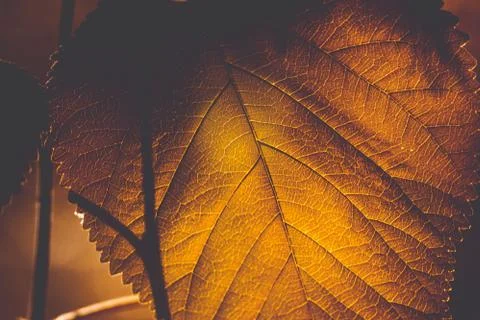 Brown leaf close-up Stock Photos