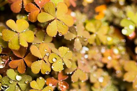 Brown leaf clover Stock Photos