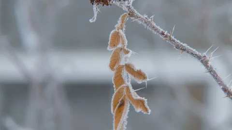 Brown leaf covered with hoarfrost Stock Footage 126567011