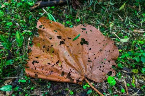 Brown leaf in decay Stock Photos