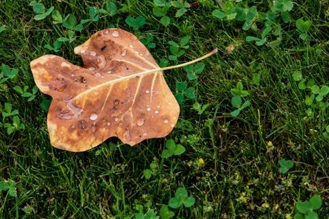 Brown leaf with dew drops fallen on a clover and grass lawn Stock Photos