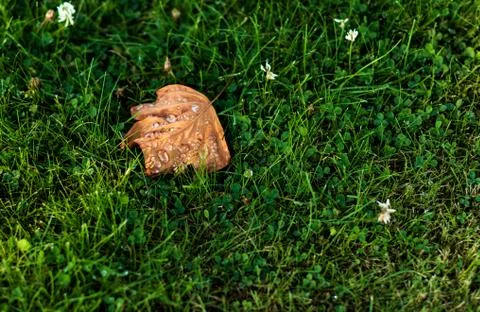 Brown leaf with dew drops fallen on a clover and grass lawn Stock Photos
