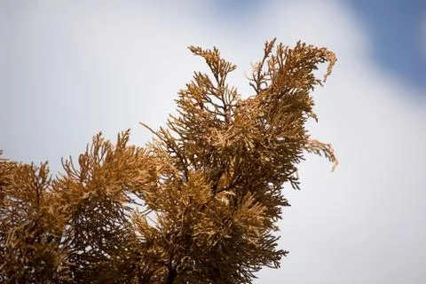 Brown leaf of Die Pine tree Stock Photos