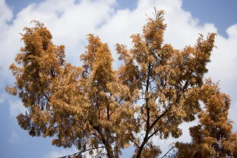 Brown leaf of Die Pine tree Stock Photos