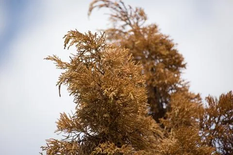 Brown leaf of Die Pine tree Stock Photos