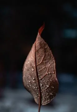 Brown leaf with drops of water on Stock Photos