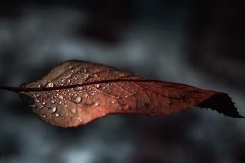 Brown leaf with drops of water on Stock Photos