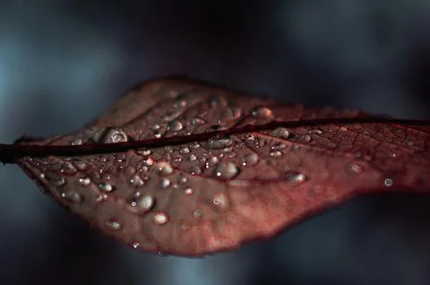 Brown leaf with drops of water on Stock Photos