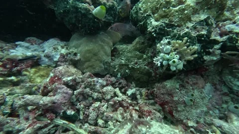 Brown leaf fish Stock Footage 286379238