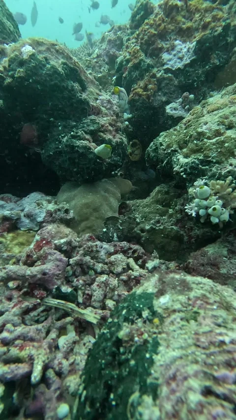 Brown leaf fish moving Stock Footage 286378018