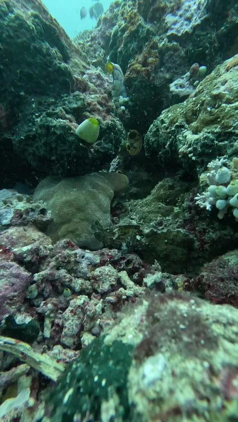 Brown leaf fish moving left and right Stock Footage 286377221