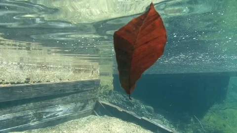 A brown leaf floating in front of a camera underwater Stock Footage 83102808