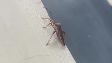 Brown leaf-footed bug crawling on a white textured wall surface Stock Footage 327230233