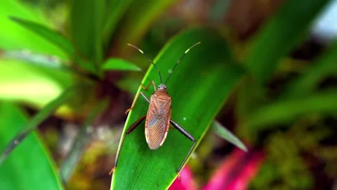 Brown leaf footed bug resting on green plant leaf Stock Footage 340797729