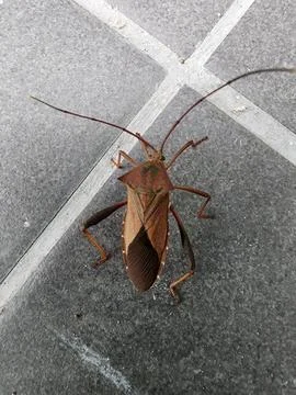 Brown Leaf Footed Bug Resting on Tiled Floor with Natural Camouflage Stock Photos
