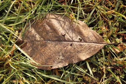 Brown leaf on the grass Stock Photos
