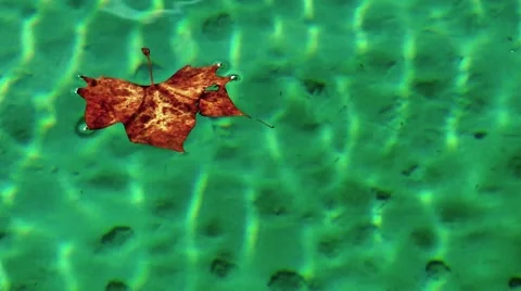 Brown leaf in green sea Stock Footage 61034036