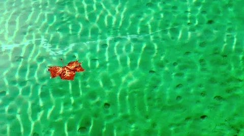 Brown leaf in green sea Stock Footage 61034038