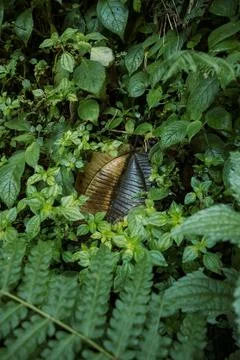 A brown leaf is hidden between green plants in a tropical area Stock Photos