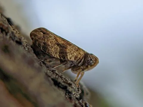 Brown leaf hopper raw Stock Photos