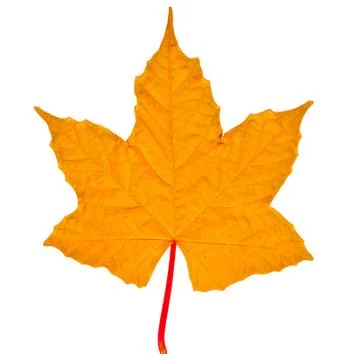 The brown leaf isolated on white background Stock Photos