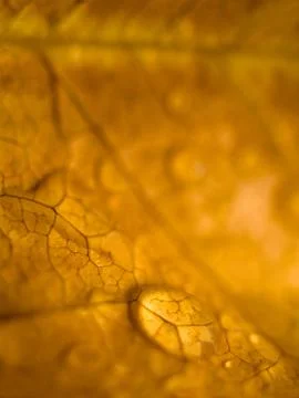Brown leaf macro with drops Foto stock