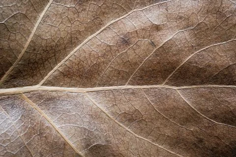 Brown Leaf Macro Texture Detail Nature Background Foto stock