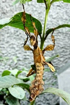 Brown leaf mantis Stock Photos