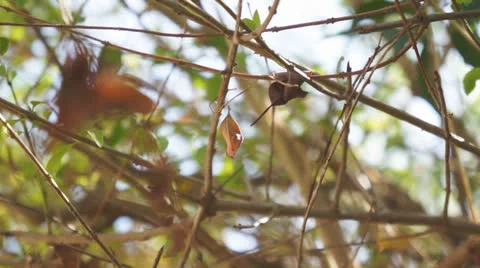 Brown leaf moving in the wind Stock Footage 22907061