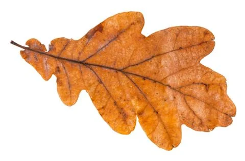 Brown leaf of oak tree isolated on white Foto stock