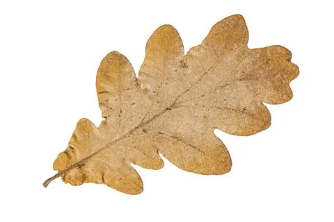 Brown leaf of oak tree isolated on white background Stock Photos